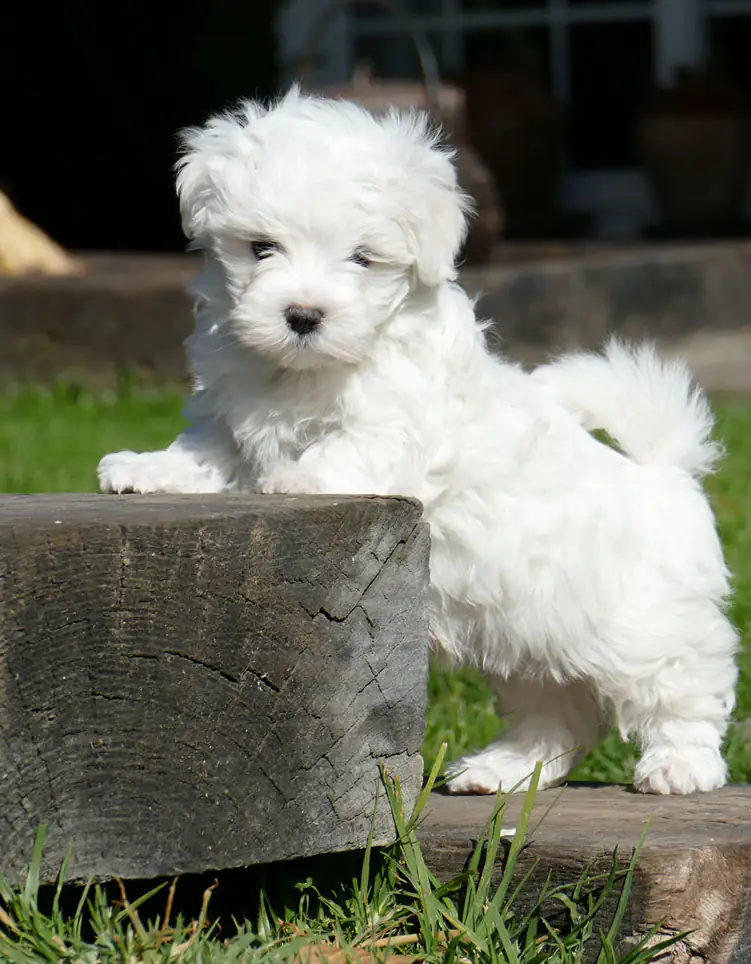 raza-bichon-maltes